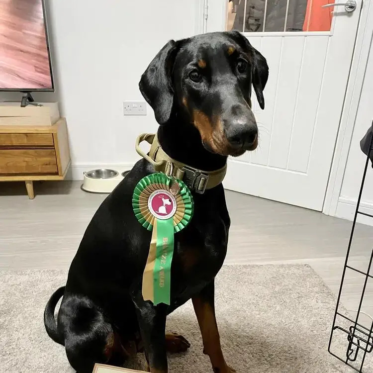 Dobermann