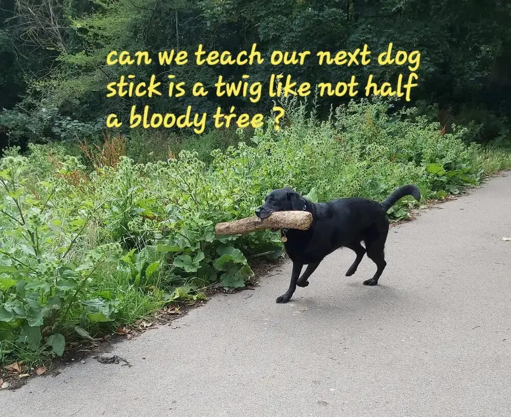 Labrador Retriever