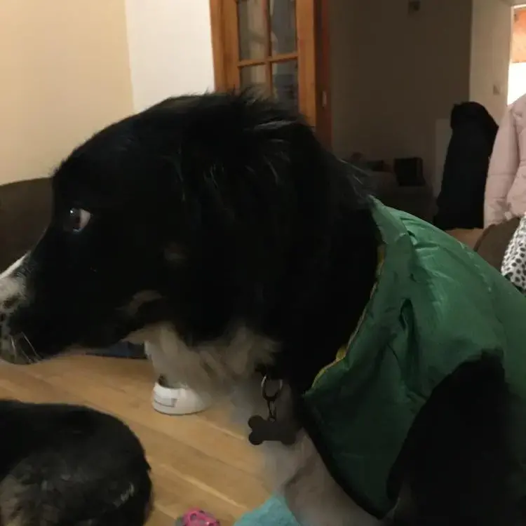 Border Collie