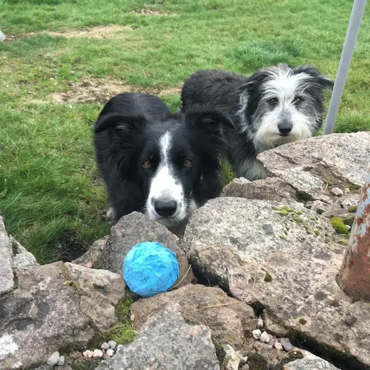 Border Collie
