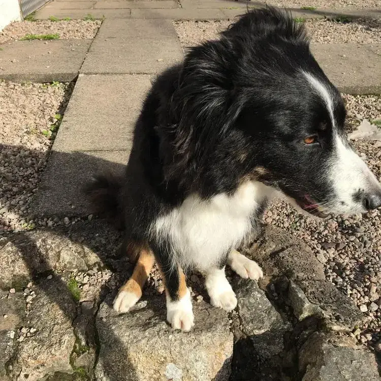 Border Collie