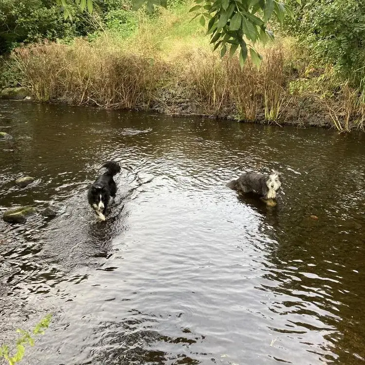 Border Collie