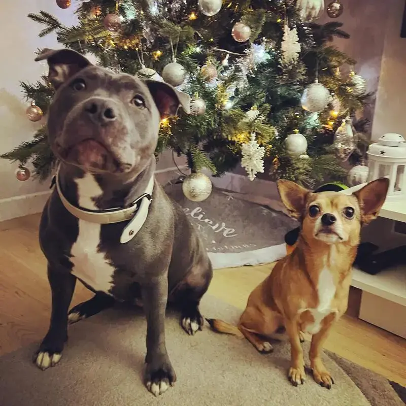 Staffordshire Bull Terrier