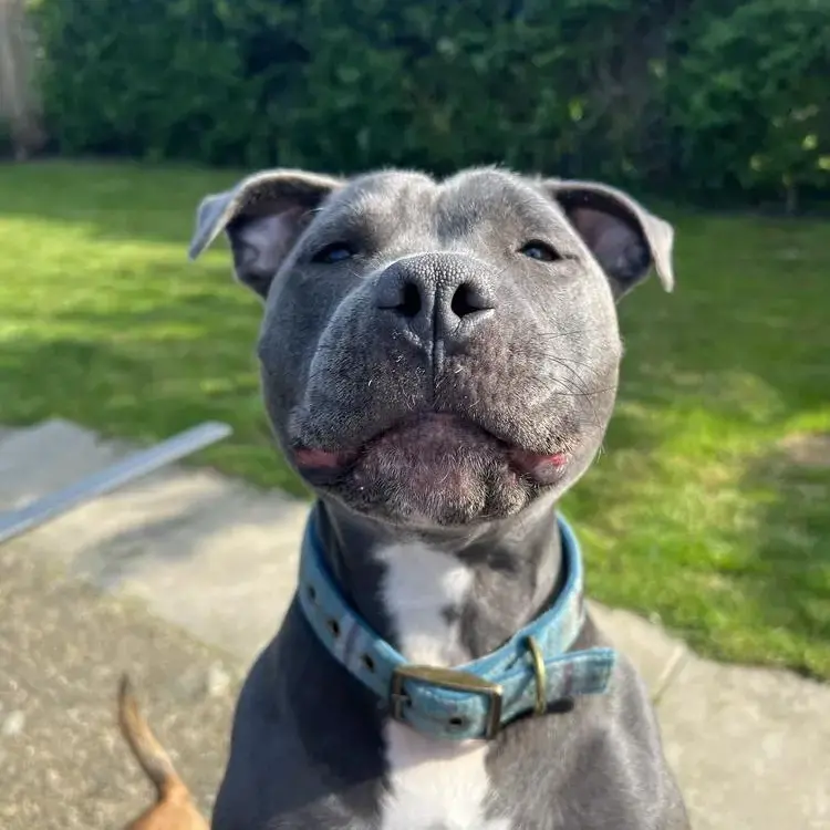 Staffordshire Bull Terrier