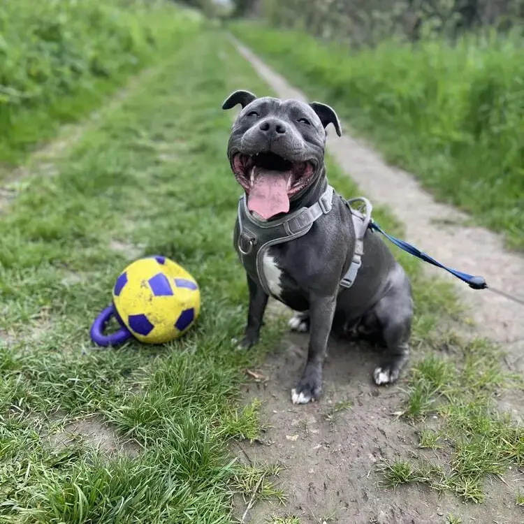 Staffordshire Bull Terrier
