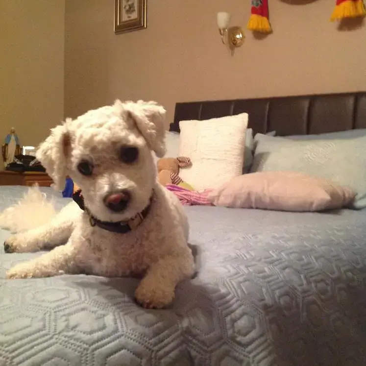 Bichon Frise