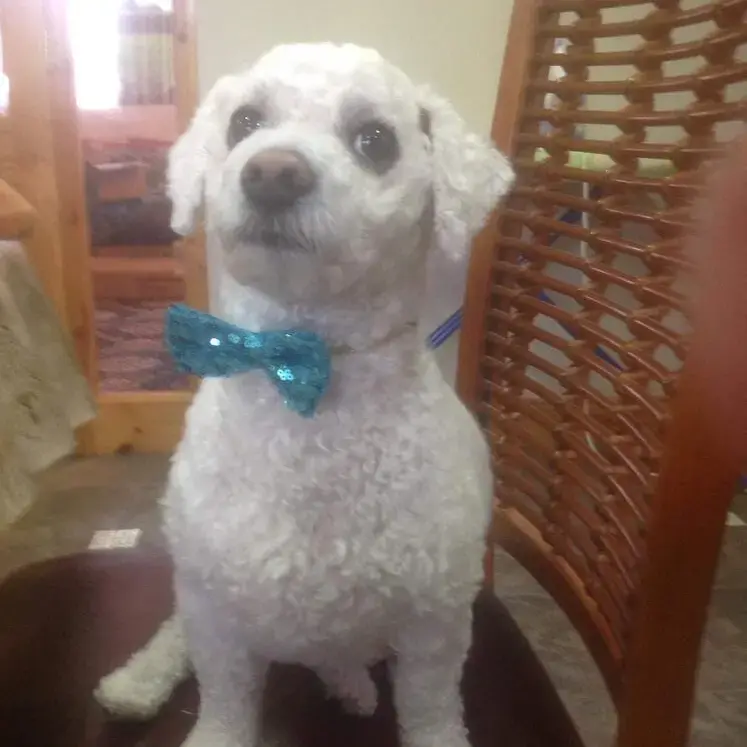 Bichon Frise