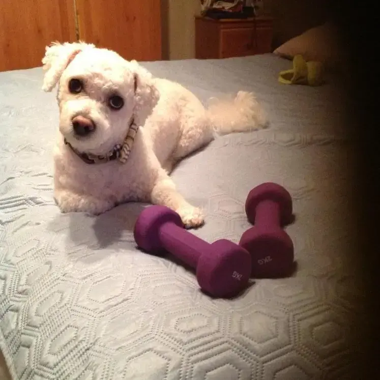 Bichon Frise