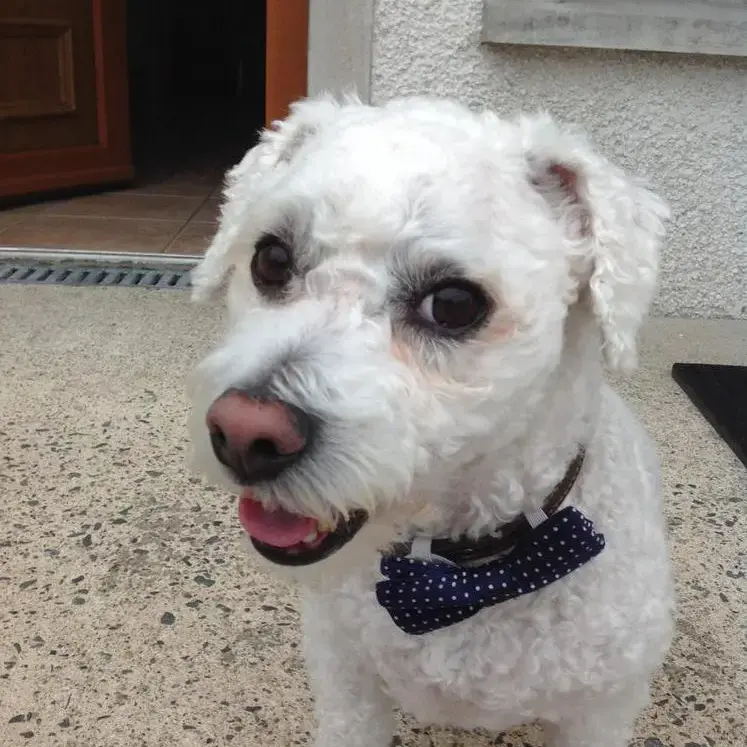 Bichon Frise
