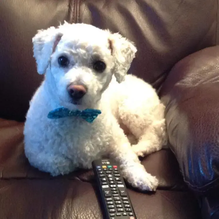 Bichon Frise