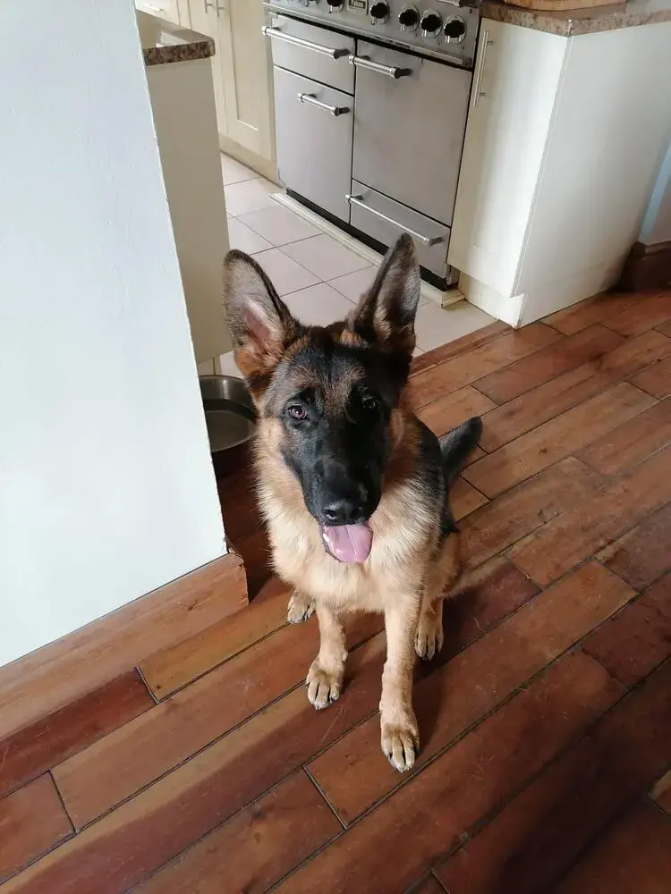 German Shepherd Dog