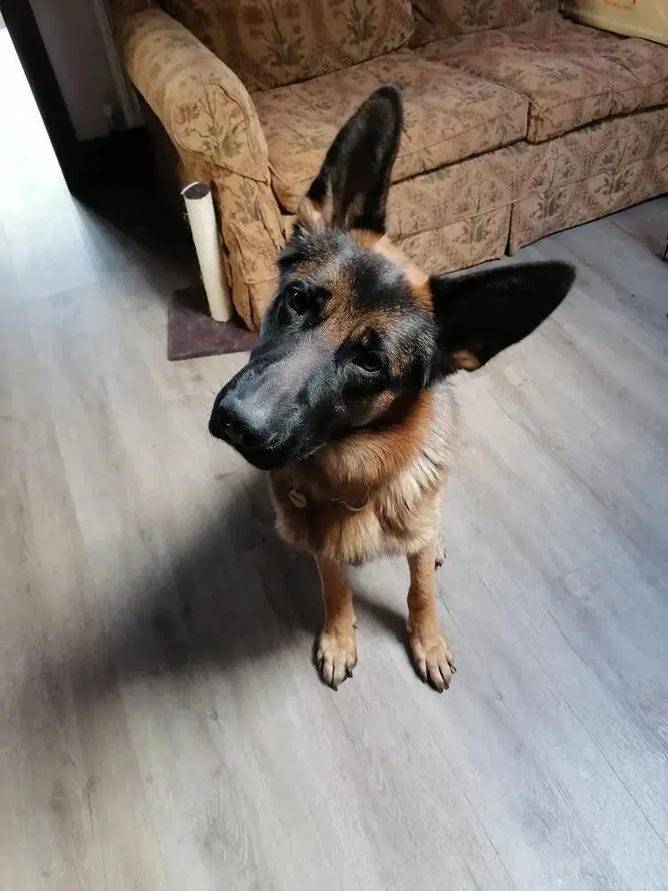 German Shepherd Dog
