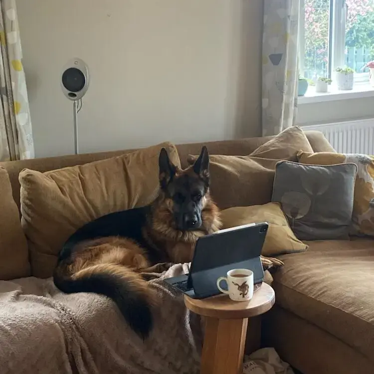 German Shepherd Dog