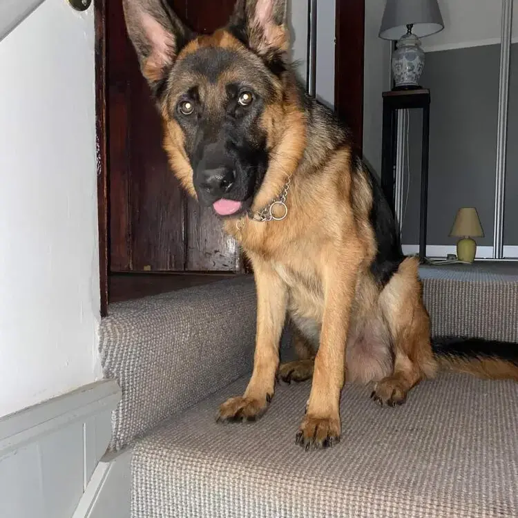 German Shepherd Dog
