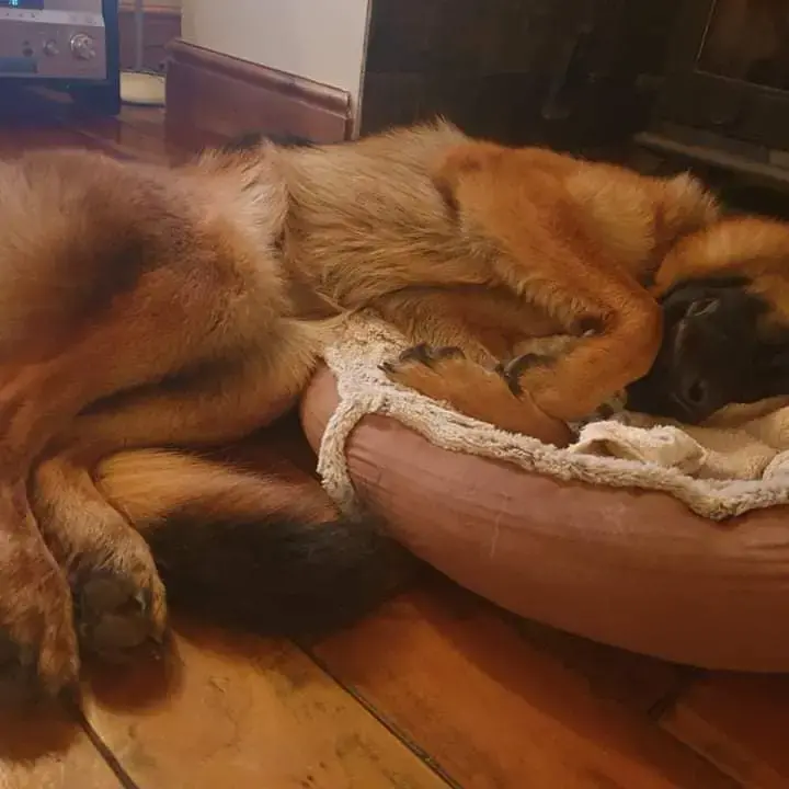 German Shepherd Dog