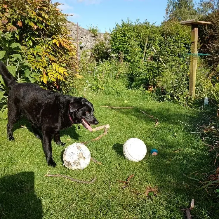 Labrador Retriever