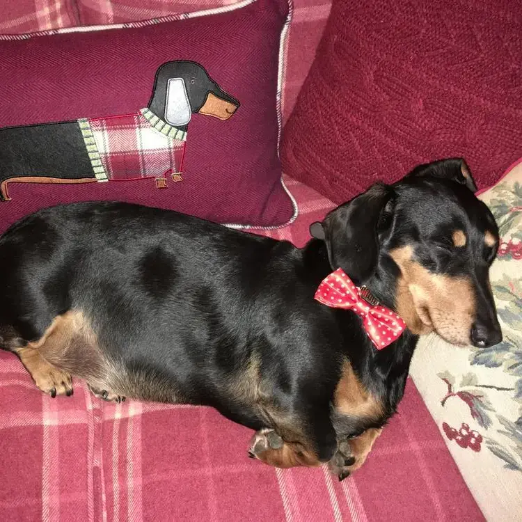 Dachshund (Smooth-Haired)