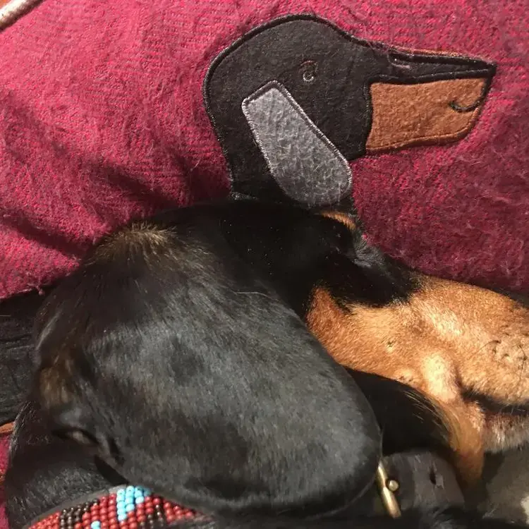 Dachshund (Smooth-Haired)