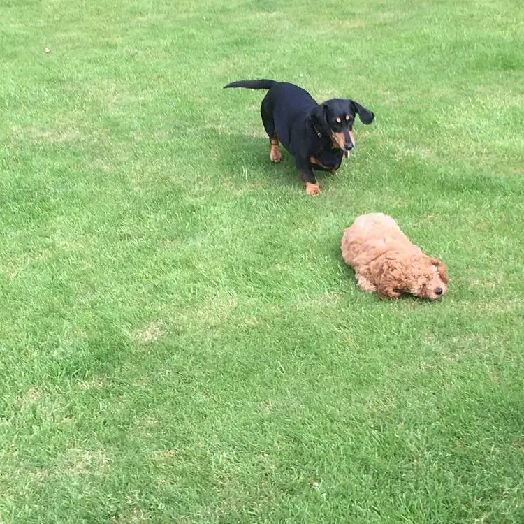 Dachshund (Smooth-Haired)