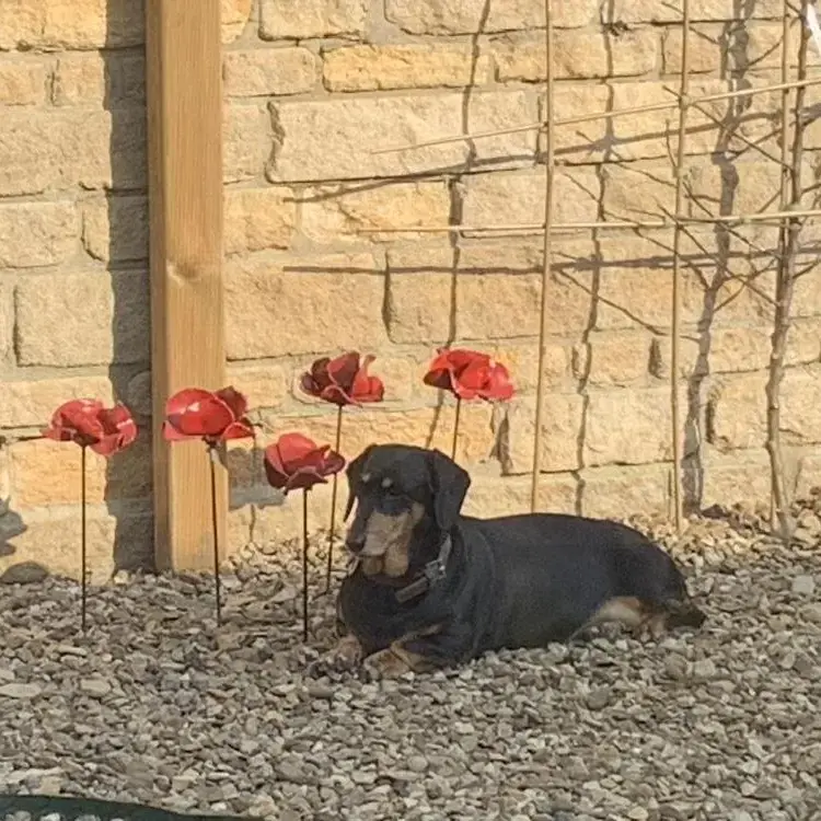 Dachshund (Smooth-Haired)