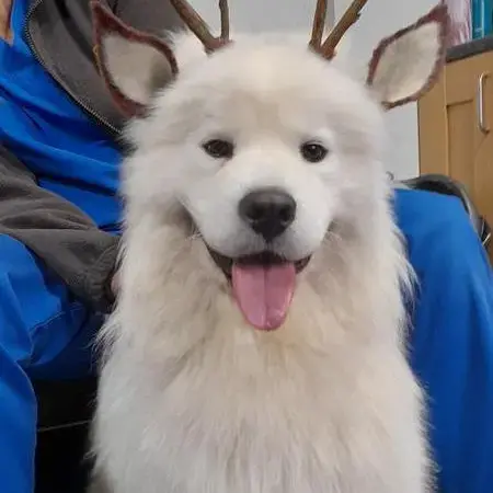 Samoyed