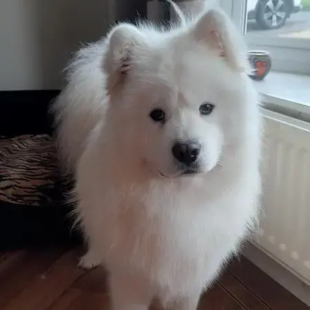 Samoyed