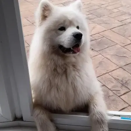 Samoyed