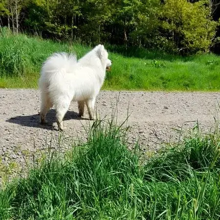 Samoyed