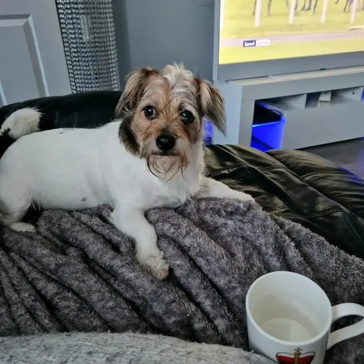 Parson Russell Terrier