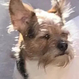 Parson Russell Terrier