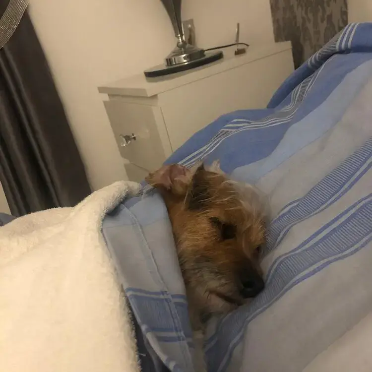 Parson Russell Terrier