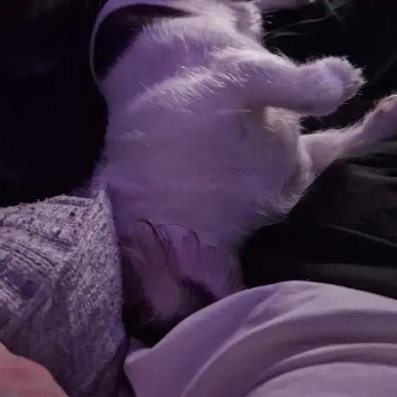 Parson Russell Terrier