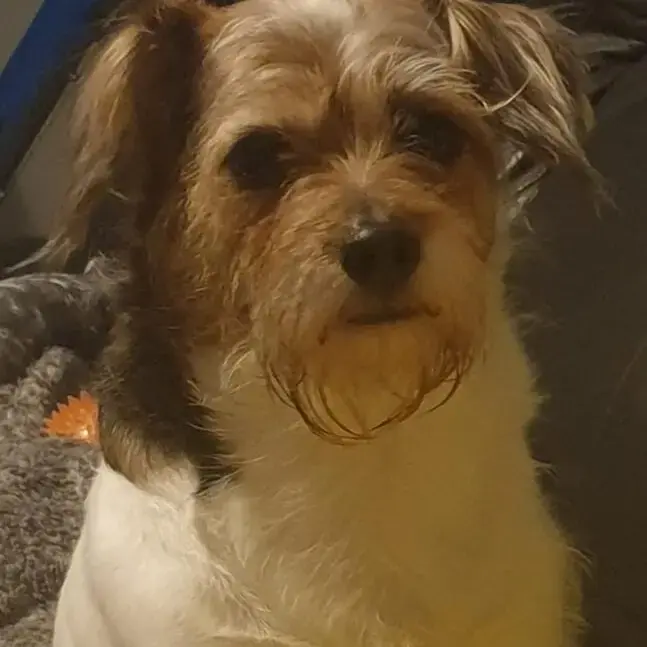 Parson Russell Terrier