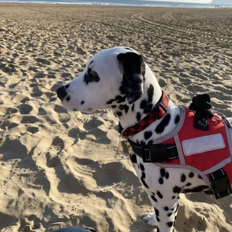 Dalmatian