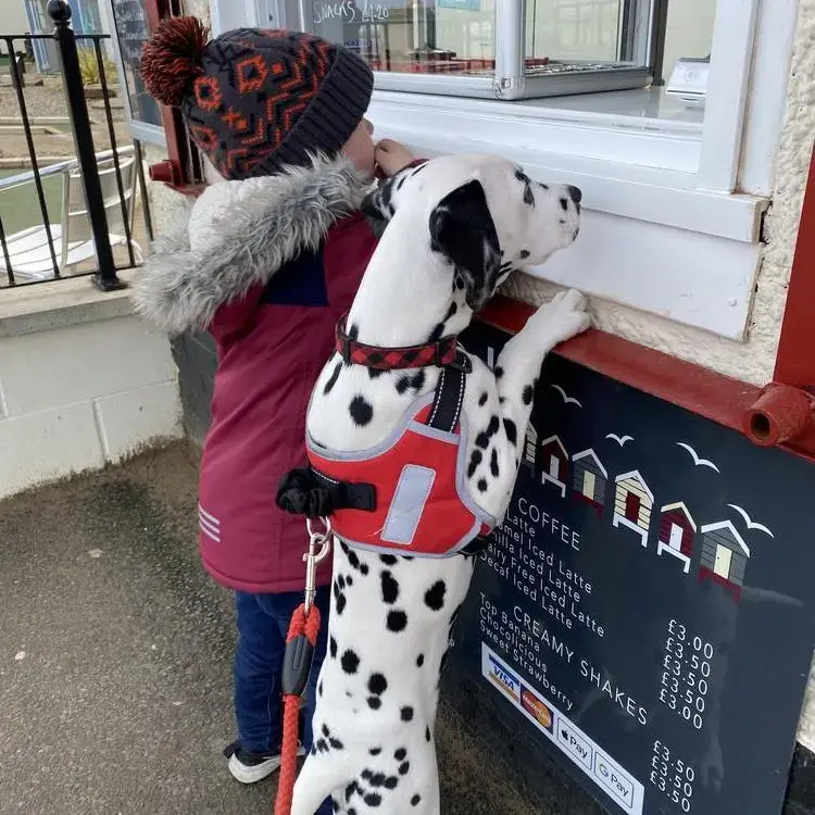 Dalmatian