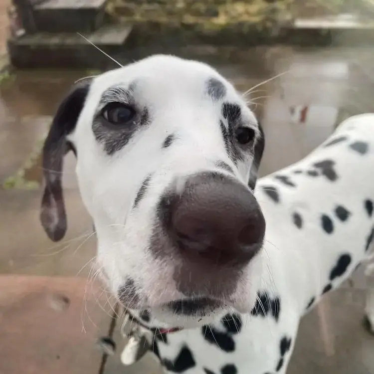 Dalmatian
