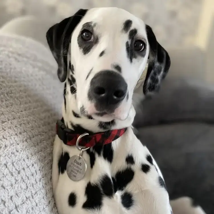 Dalmatian