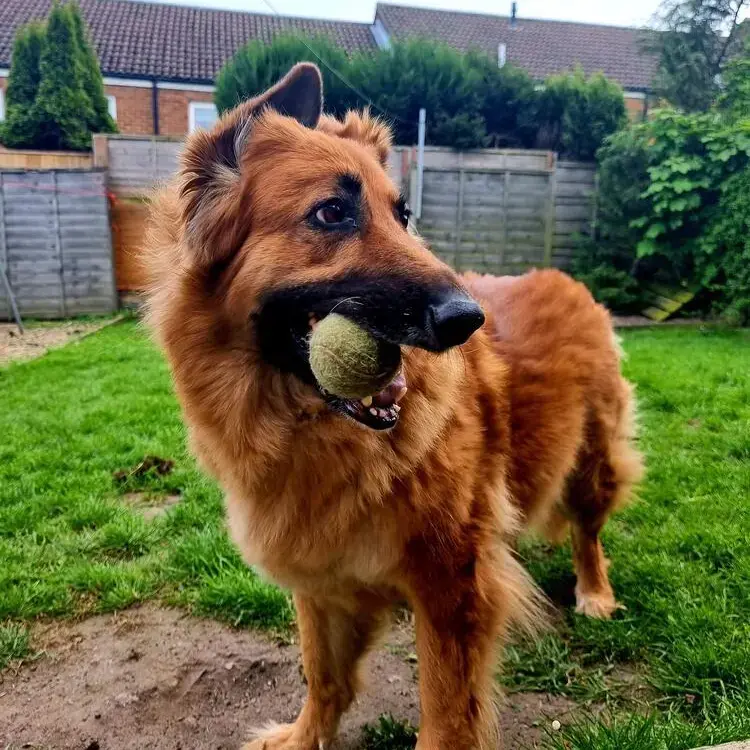 German Shepherd Dog