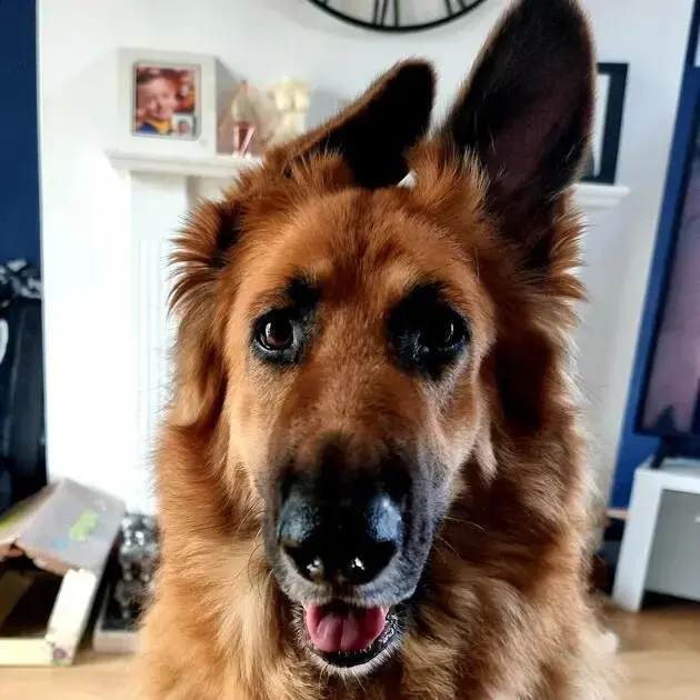 German Shepherd Dog
