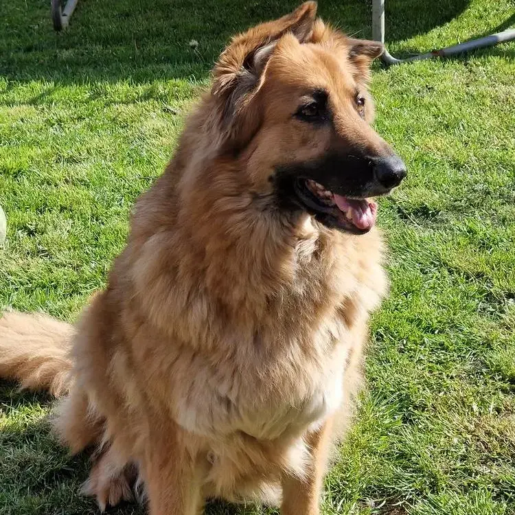German Shepherd Dog