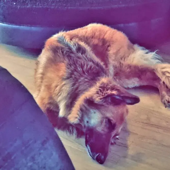 German Shepherd Dog