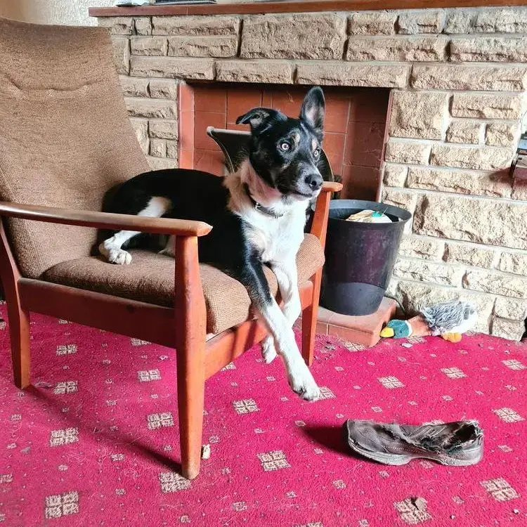 Border Collie