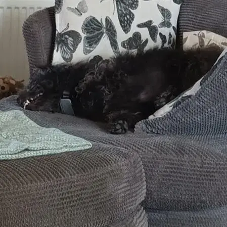 Poodle (Miniature)