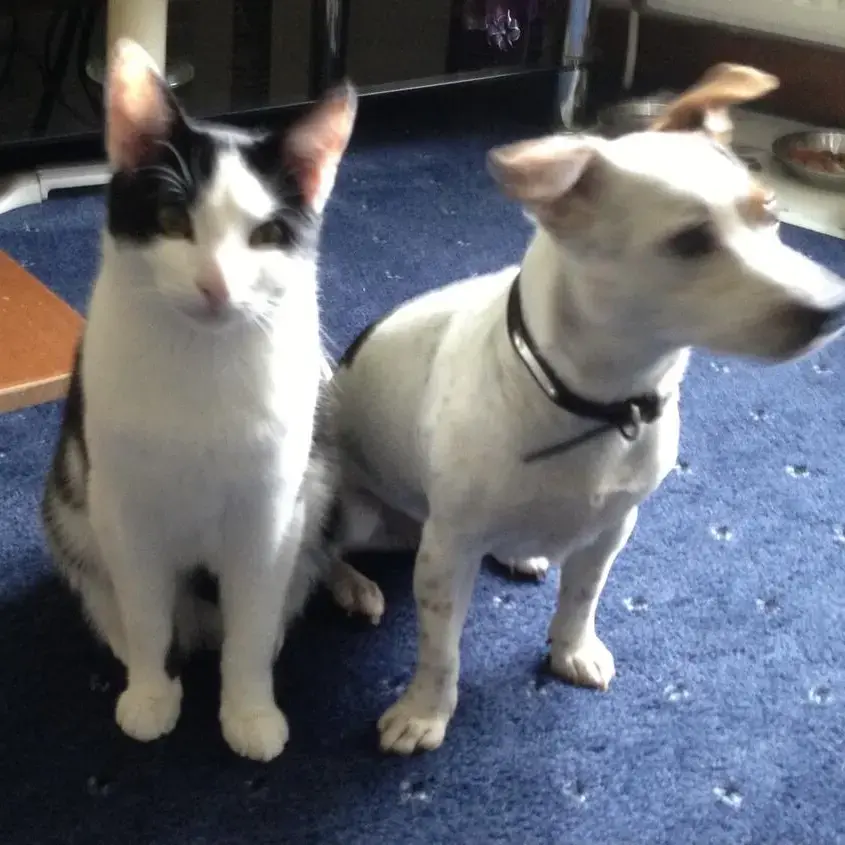 Jack Russell Terrier