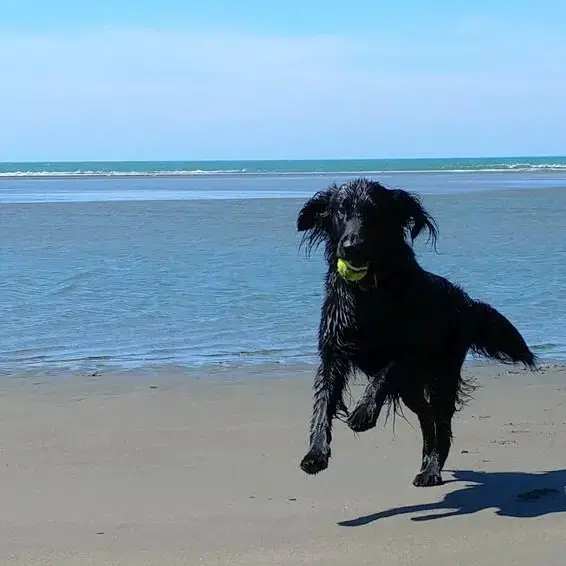 Flatcoated Retriever