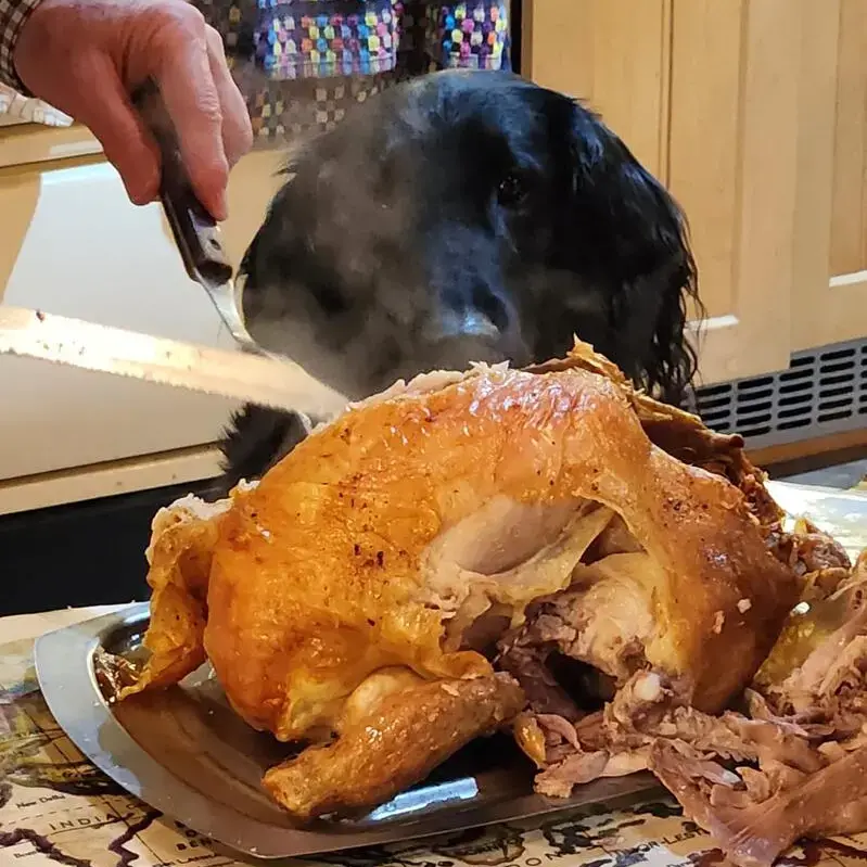 Flatcoated Retriever