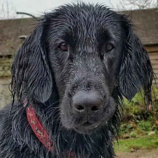 Flatcoated Retriever
