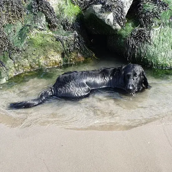 Flatcoated Retriever