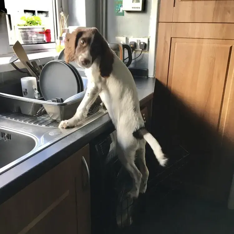 English Springer Spaniel
