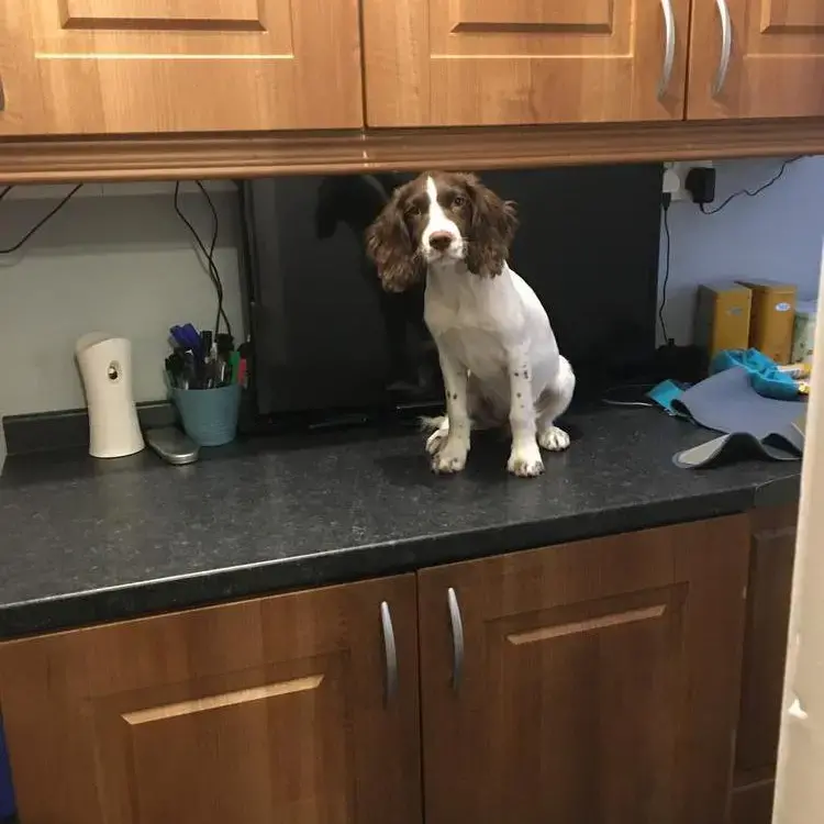 English Springer Spaniel